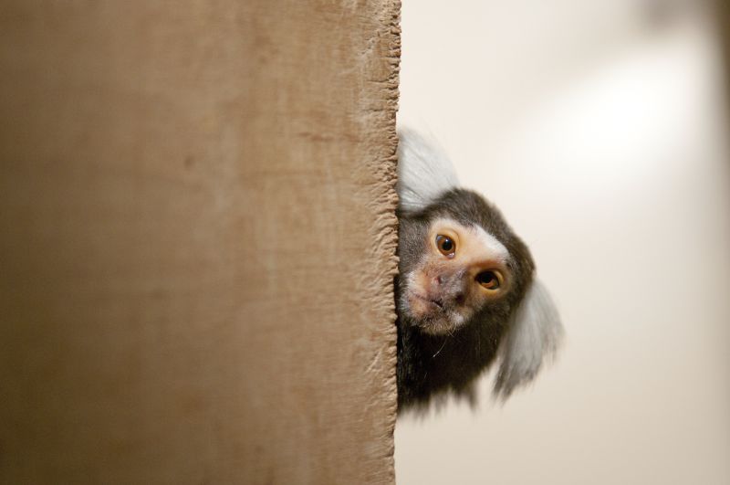 Fluffy experimental model for inner ear implants: Common marmosets. Photo: A. Säckl. Source: Deutsches Primatenzentrum en: common marmosets in their enclosure at the DPZ
